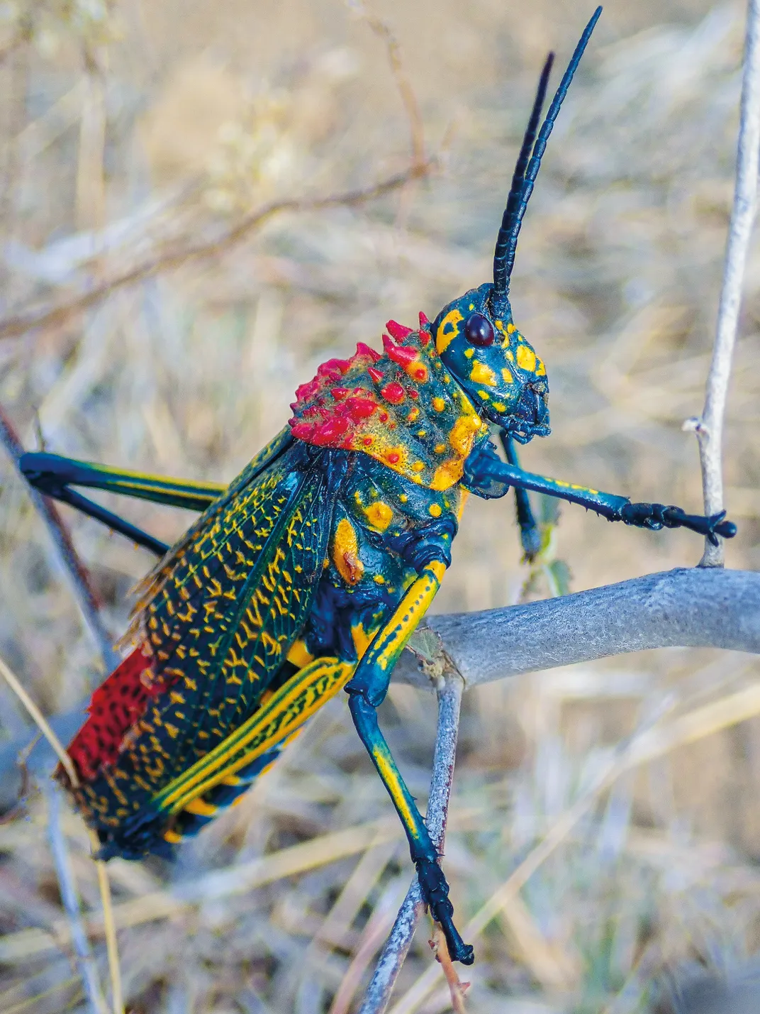Madagascar grasshopper