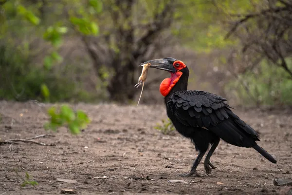 Southern Ground Hornbill with its prey thumbnail