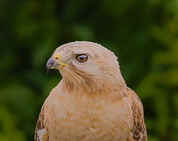 Stillness of a Predator thumbnail