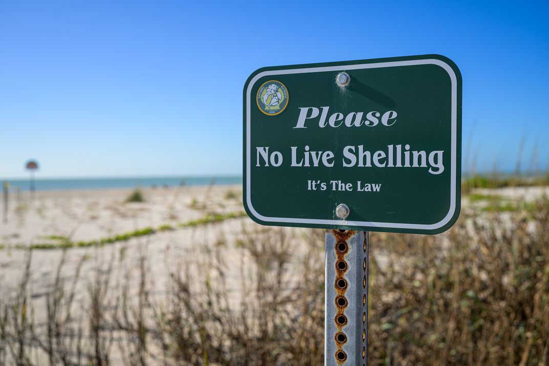 A sign on Sanibel Island reminds visitors not to take home living mollusks. The beach, which hosts hundreds of mollusk species, is one of the world’s most popular destinations for shell lovers.  The Florida Fish and Wildlife Commission also prohibits the