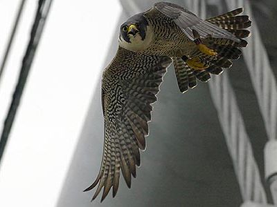 Peregrine falcons are the fastest animal on earth.  They have been clocked at over 200 miles per hour as they descend upon their target.
