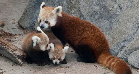 Meet Pili and Damini, pictured here with their mother Shama.