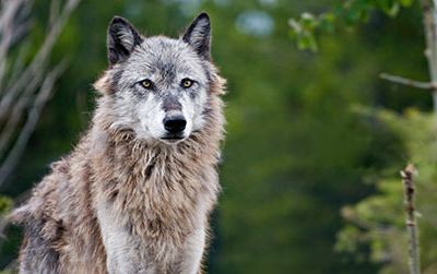 The loss of wolves in the American West set off a cascade of changes to the region's food web.