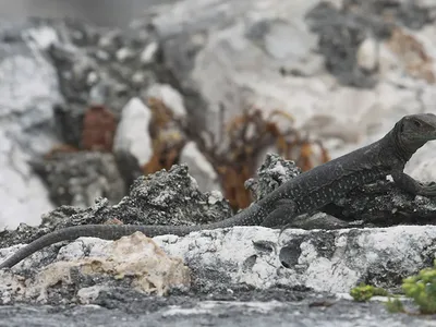 Sombrero ground lizards (Pholidoscelis corvinus) are endemic to Sombrero Island, north of Anguilla, which means they&#39;re found nowhere else on the planet.
