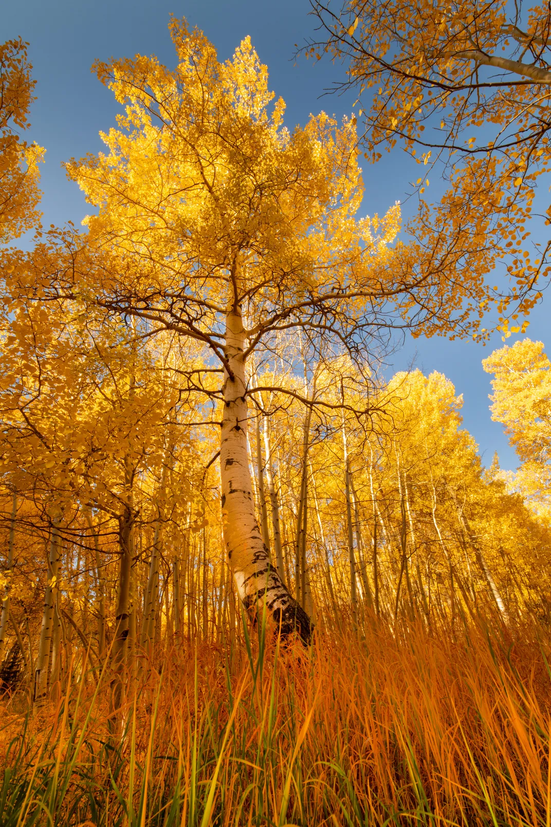 Curved Aspen in the Fall | Smithsonian Photo Contest | Smithsonian Magazine