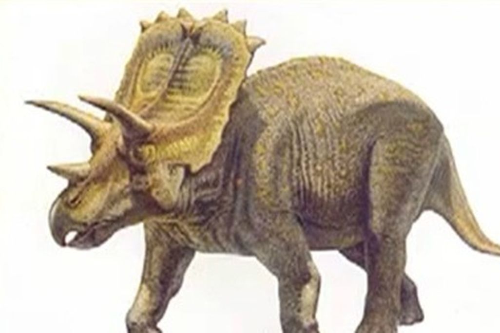 20120316085013anchiceratops-thumb.jpg