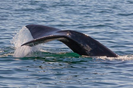 A right whale spotted off the coast of New Brunswick, Canada in 2011.