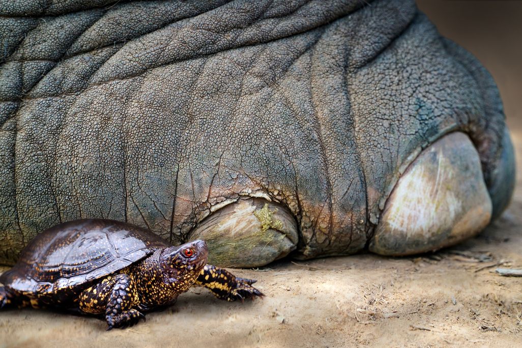 An elephant's foot next to a small turtle