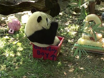 Bei Bei noshes on some bamboo in his "Birthday Boy" box as spectators look on. His "cake," shaped like a numeral 2, is visible to his right.