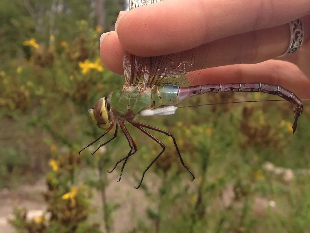 Green Darner Dragonfly