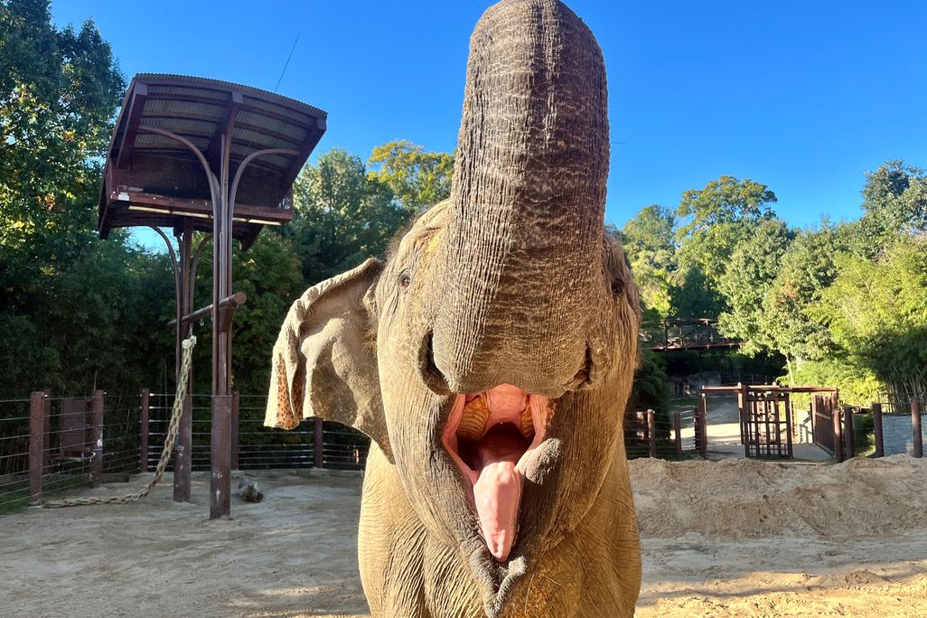 Kamala raises her trunk