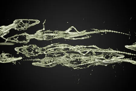 A detailed image of the baby crocodiles inside the mummy.