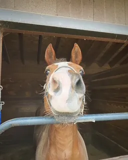 Smiling Horse thumbnail