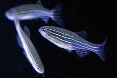 Zebrafish are classic study animals for understanding genetics and development.