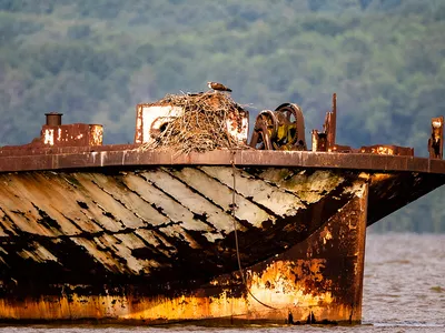 The historic shipwrecks of Mallows Bay-Potomac River National Marine Sanctuary provide habitat for birds and other wildlife.