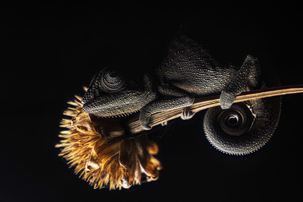 In the jungles of Amber Mountain, Madagascar, I encountered the highest density of chameleons I’ve ever seen. This one, in particular, perched on the edge of a flower, felt absolutely surreal and remains one of my favorite photos of all time.