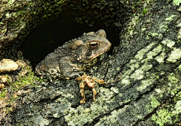 Toad blending in with the tree s/he's clinging to thumbnail
