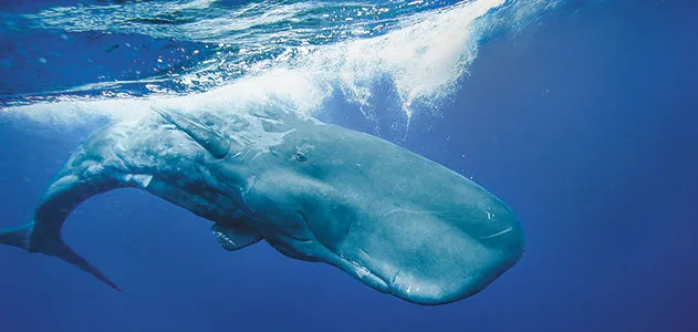 The Sperm Whales Deadly Call