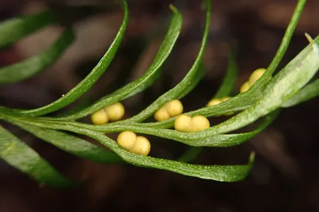 The fern Tmesipteris oblanceolata, which scientists just discovered has the longest known genome of any organism. Ferns are known among scientists for having particularly large genomes.