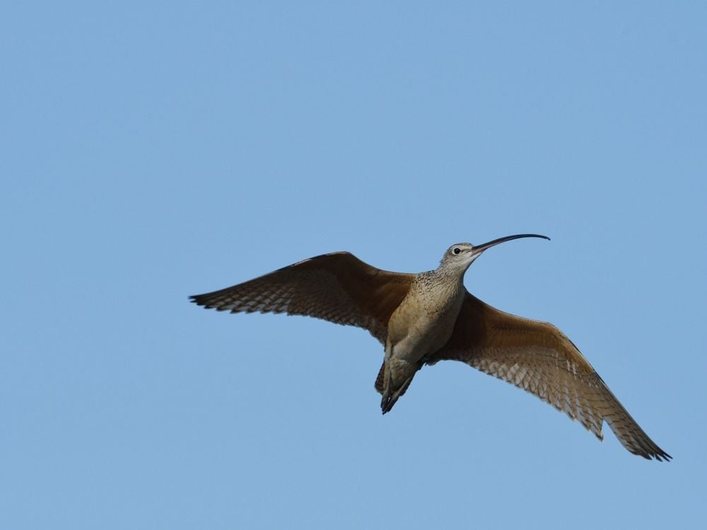 Long-billed curlew in flight