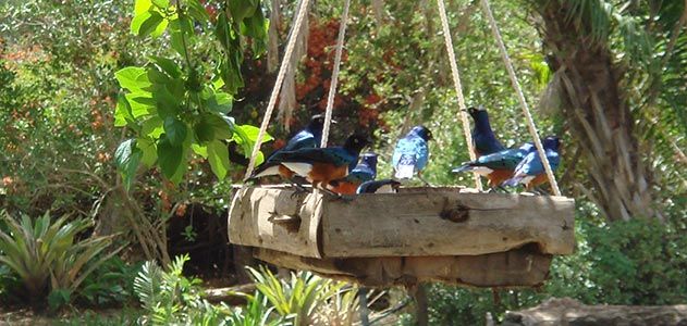Superb starlings
