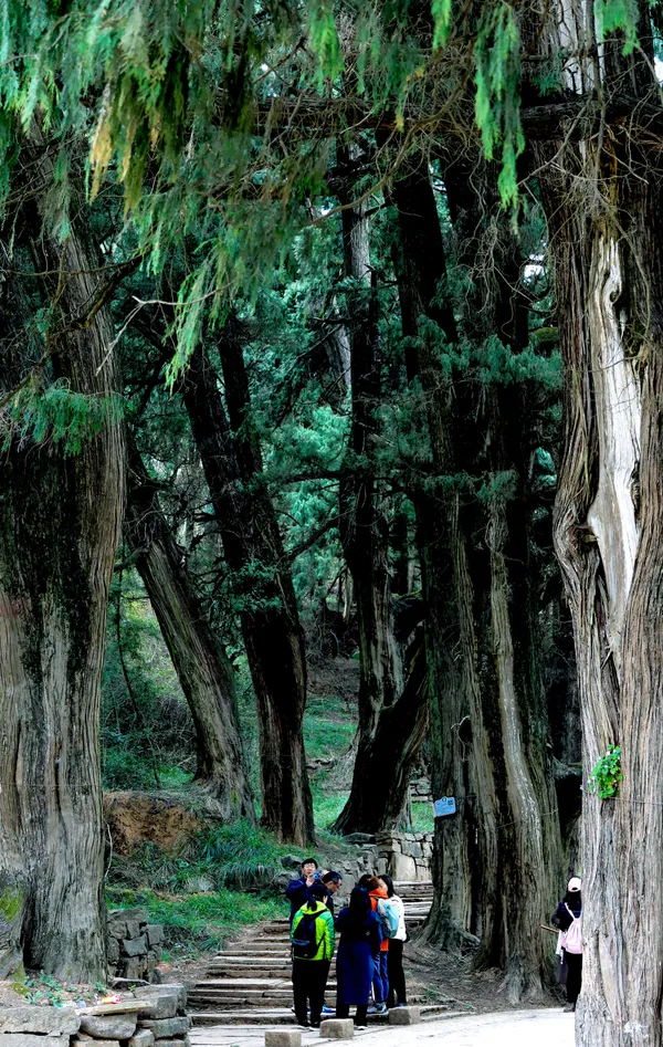 The Green Cloud Corridor on the Ancient Shu Road thumbnail