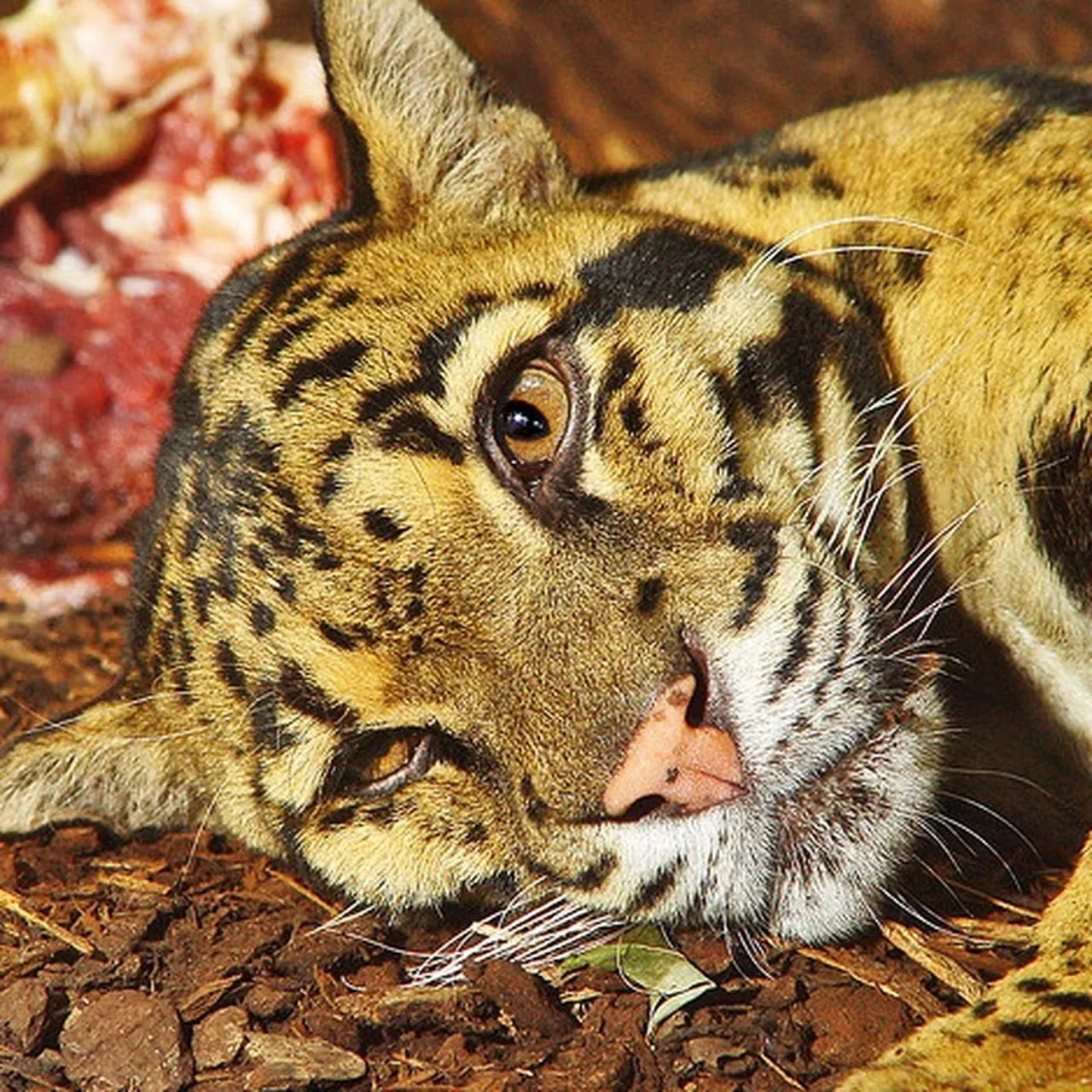Formosan Clouded Leopard Formosan Clouded Leopard