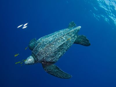 The "skylight" appears as a light pink splotch atop this leatherback sea turtle's head. 