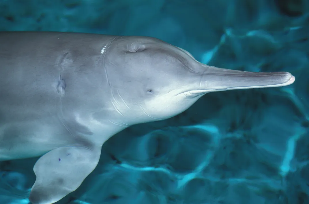 The Yangtze River dolphin from China is most likely extinct. Photo: Roland Seitre/Minden Pictures/Corbis