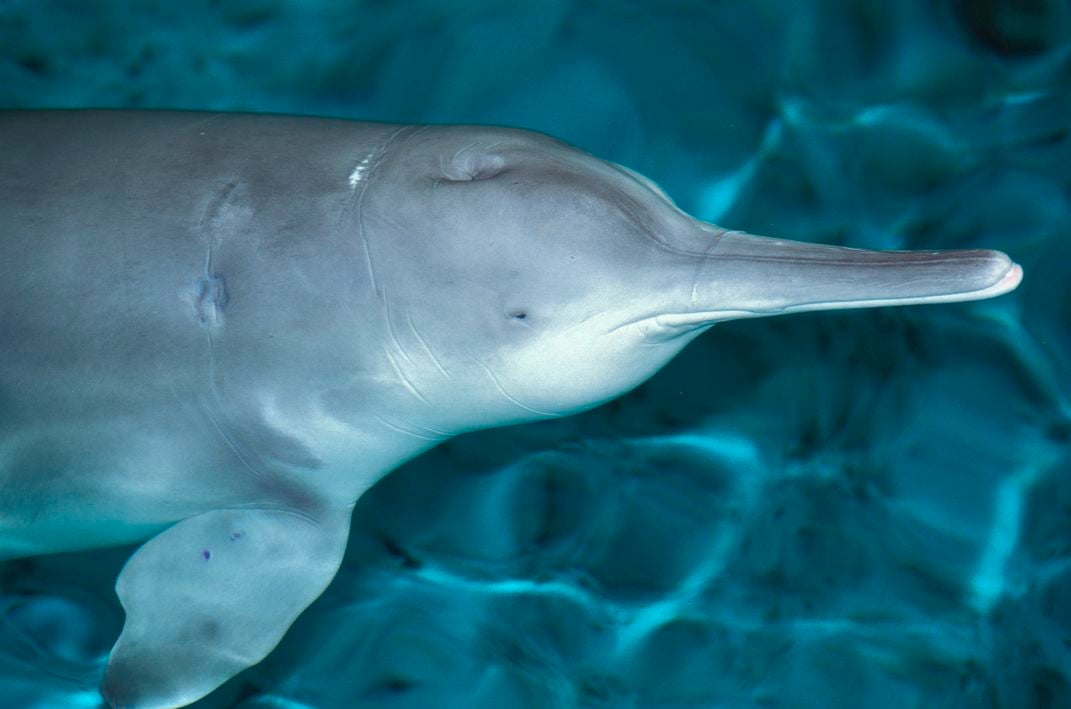 The Yangtze River dolphin from China is most likely extinct. Photo: Roland Seitre/Minden Pictures/Corbis