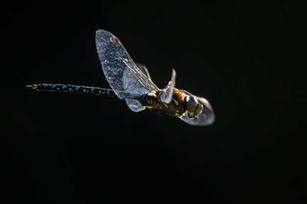 Flying Dragonfly thumbnail