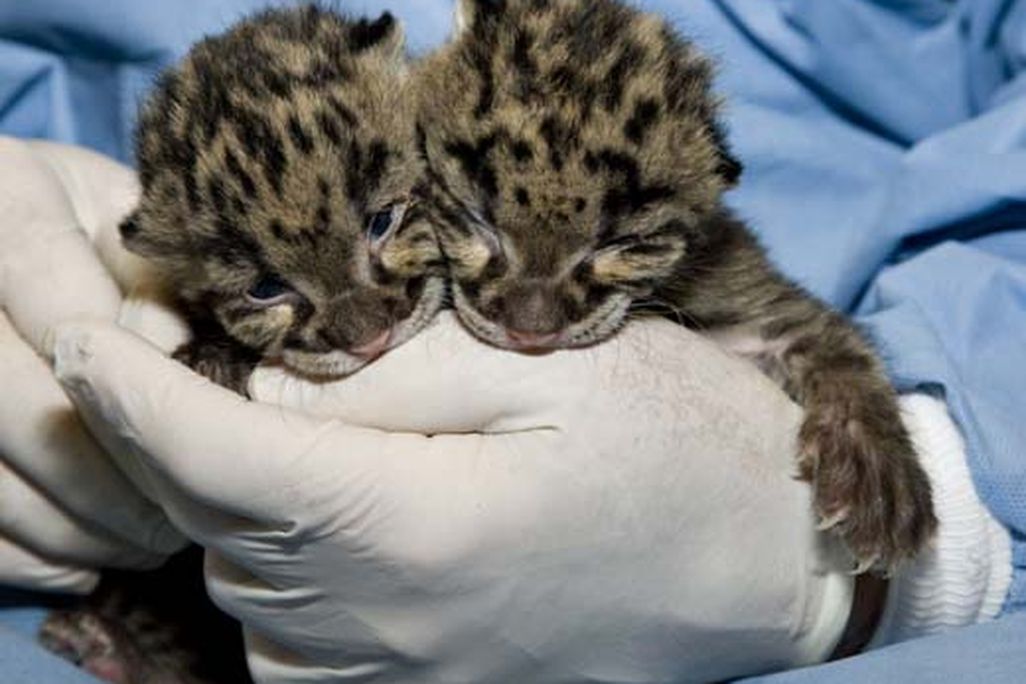 clouded-leopard-cubs-3.jpg