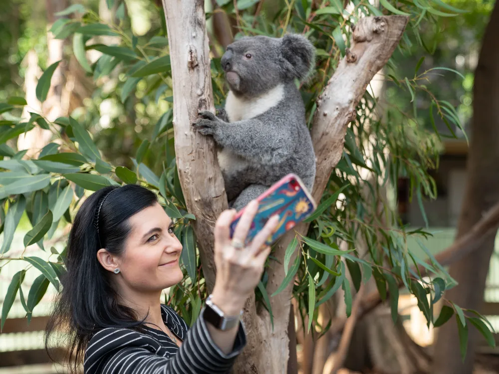 A big-eared, large-nosed, frown-mouthed furry grey and white medium-sized animal sits in the "v" of a small tree, holding one of the branches. In front of the animal is a woman with black hair wearing business clothes and smiling as she snaps a selfie.