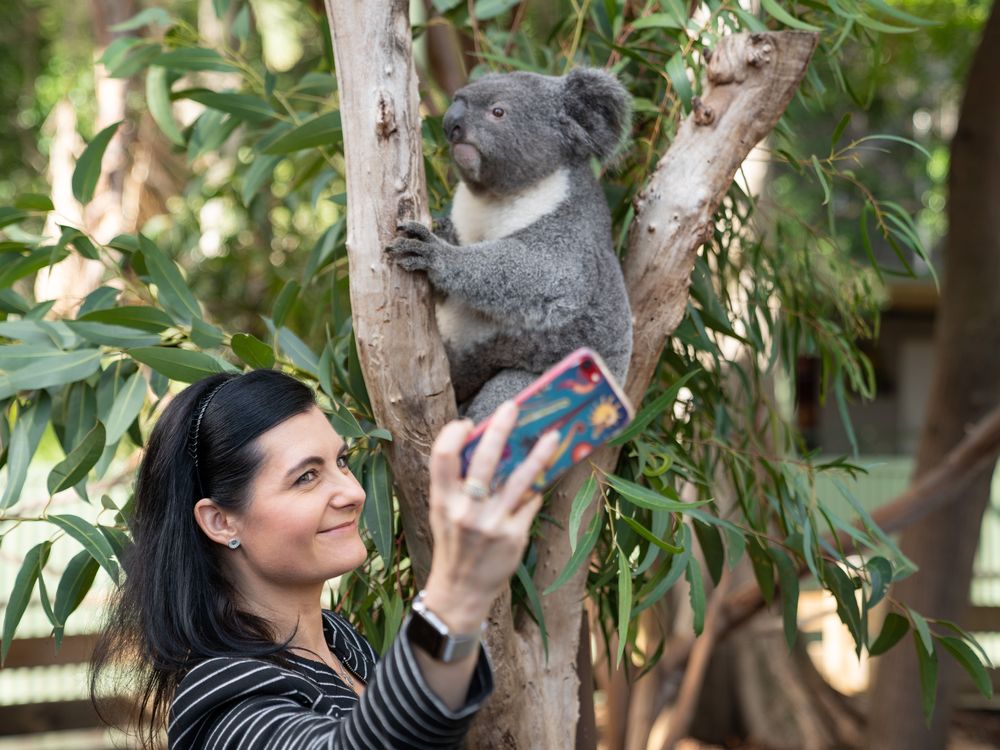 australian koala