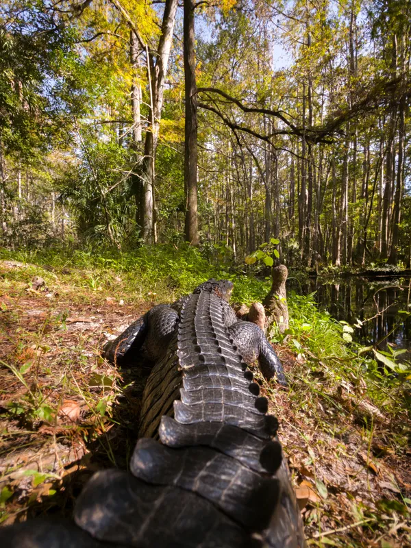 Spine of the Swamp thumbnail