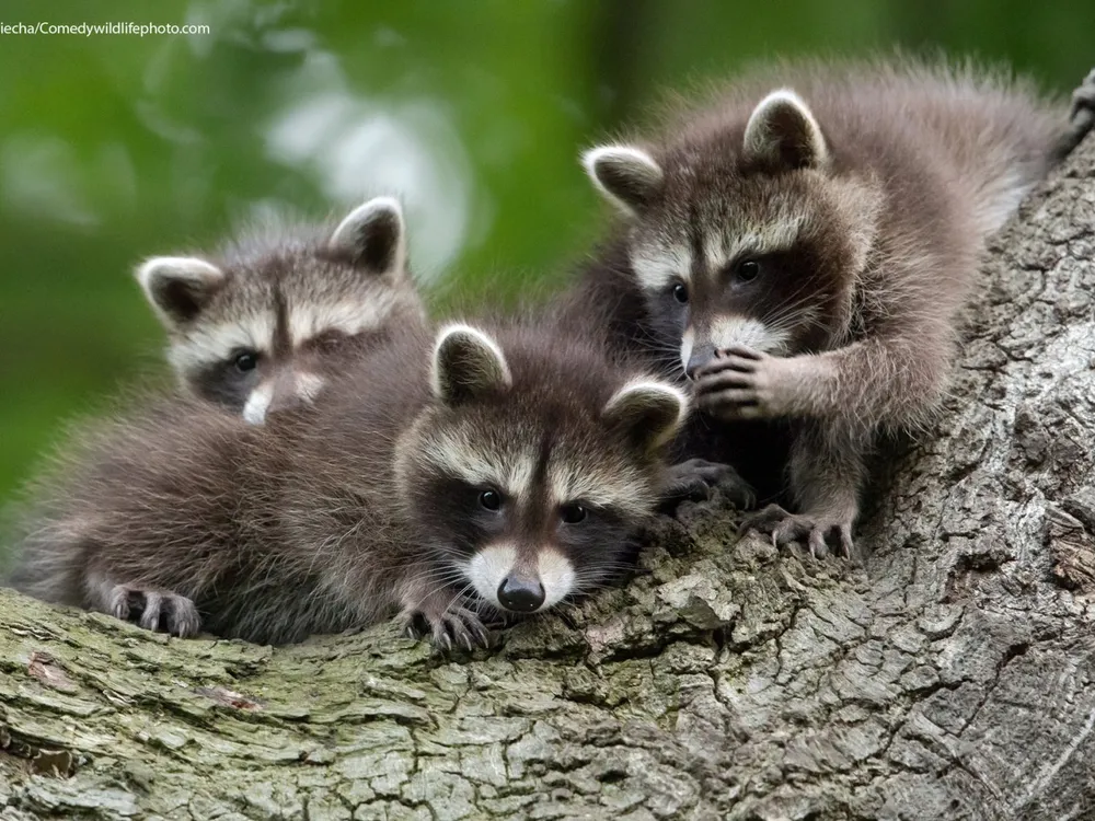three raccoon cubs on a large tree branch