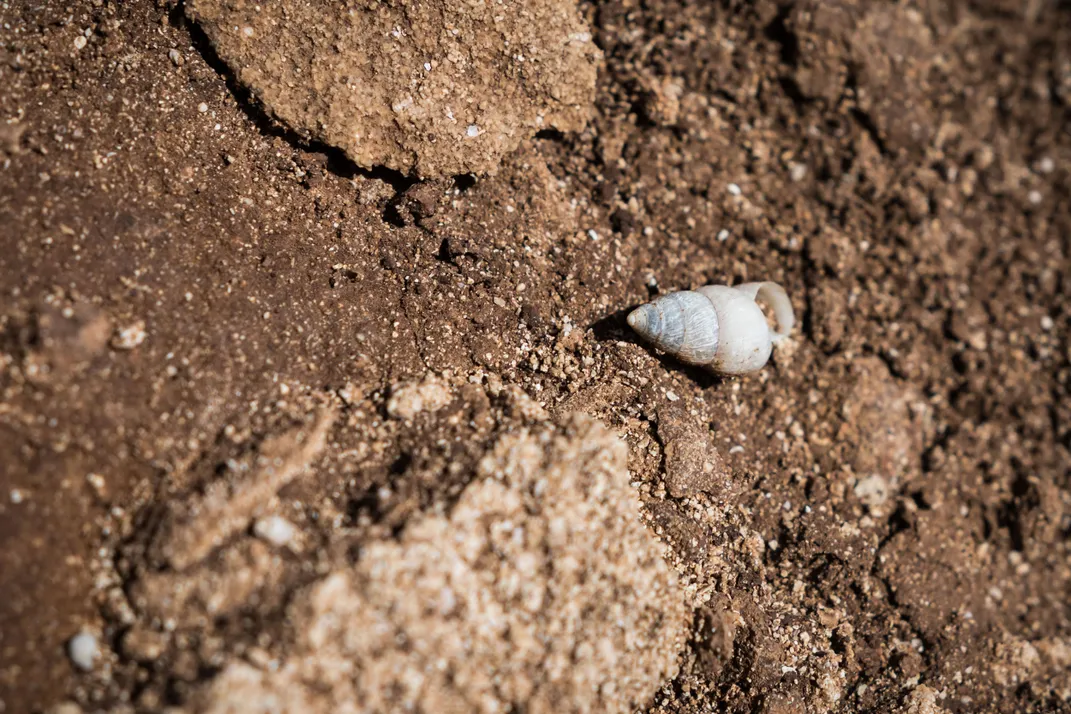 Hawai‘i's Last Dunes Are Home to Species Found Nowhere Else on the Planet