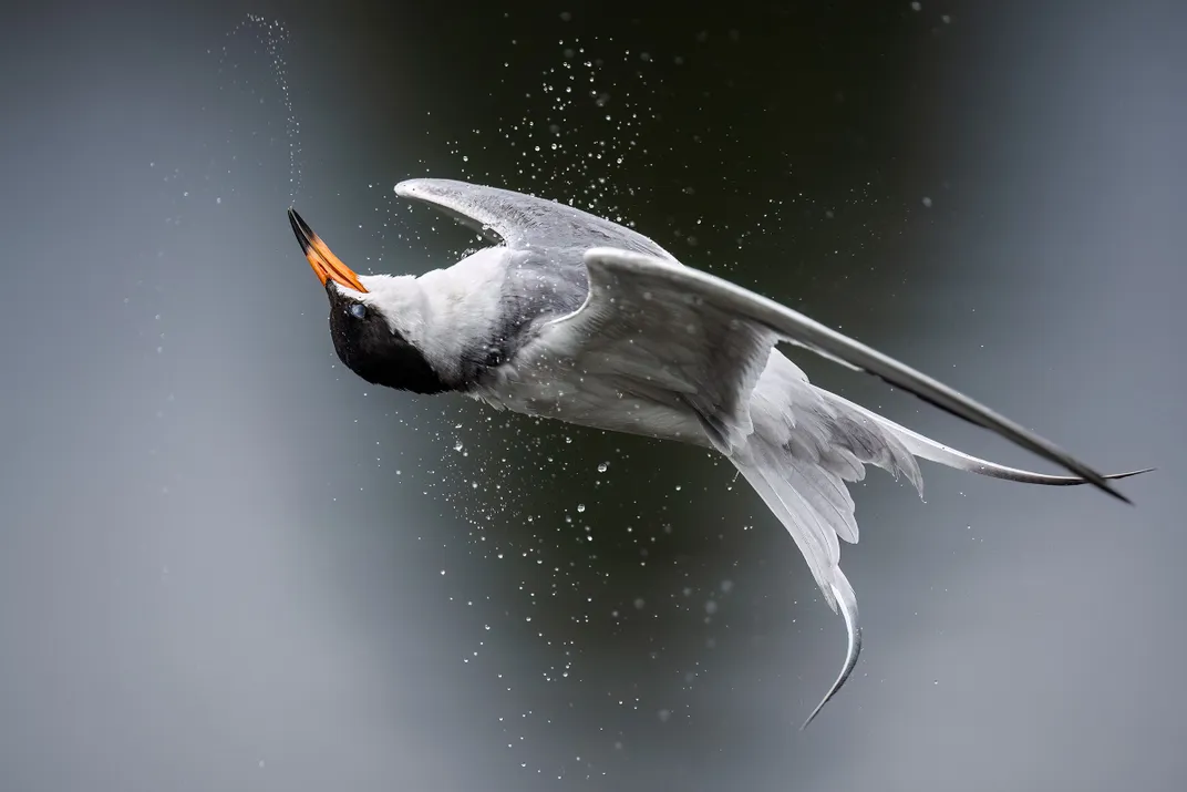 A Forster’s Tern is in the air, its head turned almost 180 degrees so that its bill is pointing almost straight up, and its tail is twisted. The bird’s outstretched wings give the impression the bird is floating upside down. Water droplets appear in a str