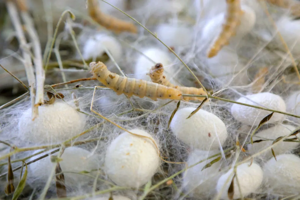 silkworms