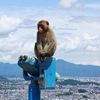 City in Japan Under Siege by Marauding Monkeys icon