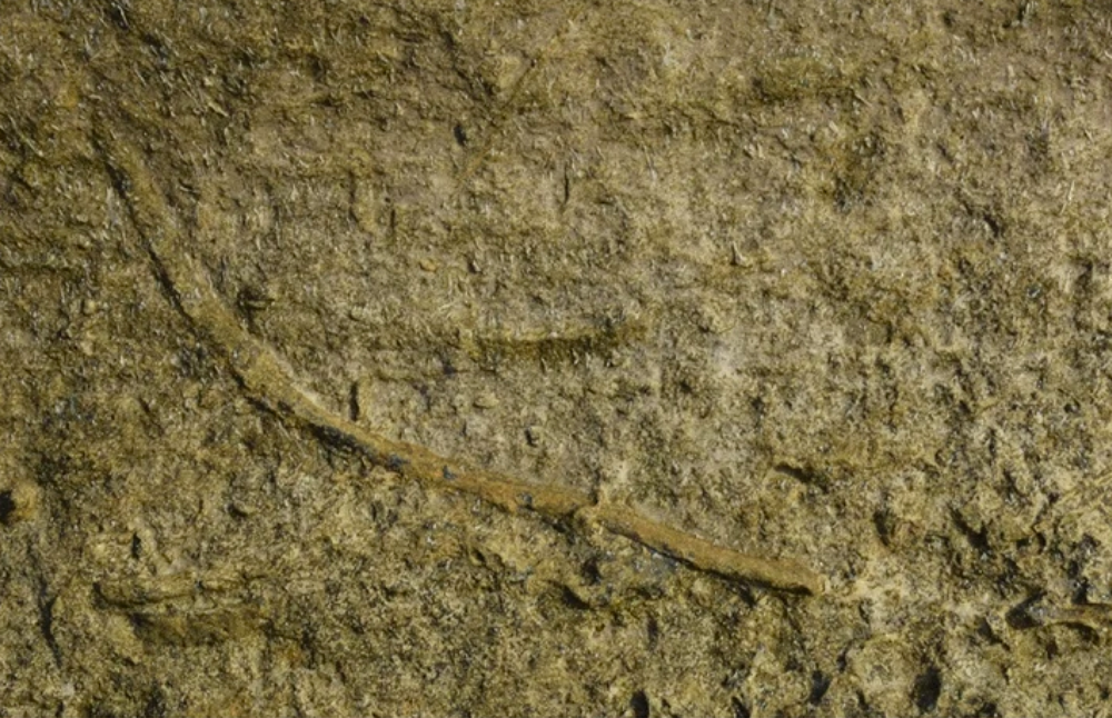 A fossil showing a tunnel made by ancient burrowing worms