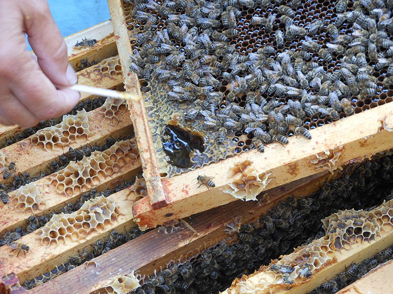 Can Honeybees Monitor Pollution?