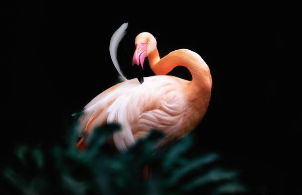 A flamingo with a curved body thumbnail