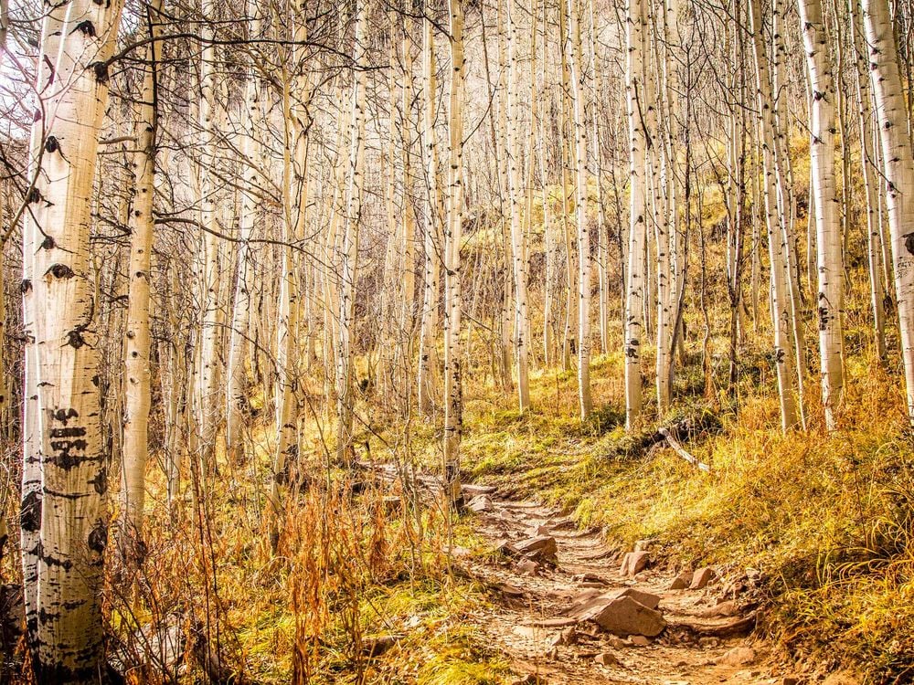 Aspen Forest