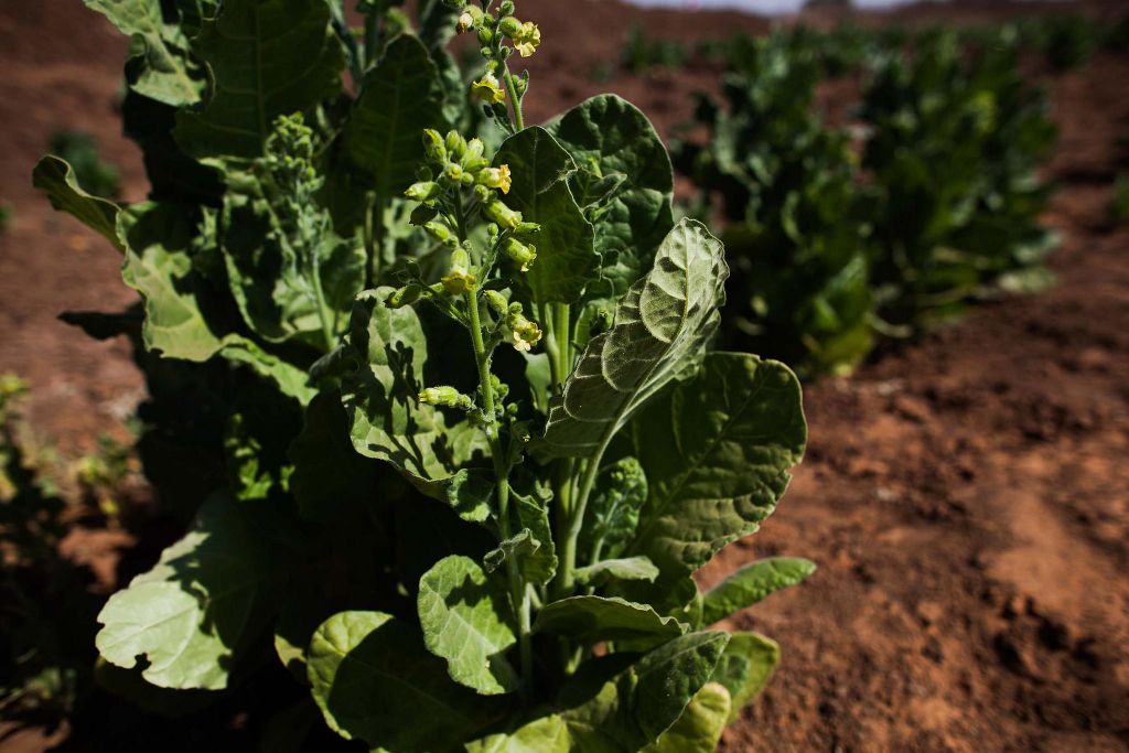 Tobacco