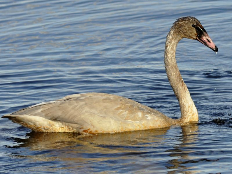Grey Swan Smithsonian Photo Contest Smithsonian Magazine