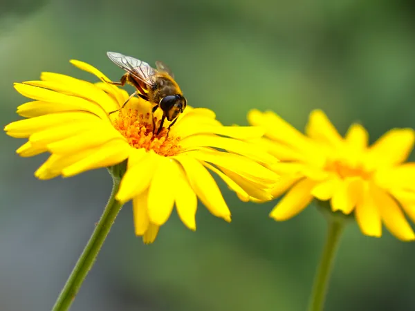 Pollination thumbnail