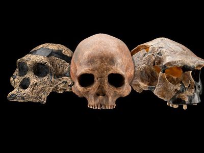 Some of the most exciting discoveries in human evolution happened in the last decade. (Human Origins Program, Smithsonian Institution)