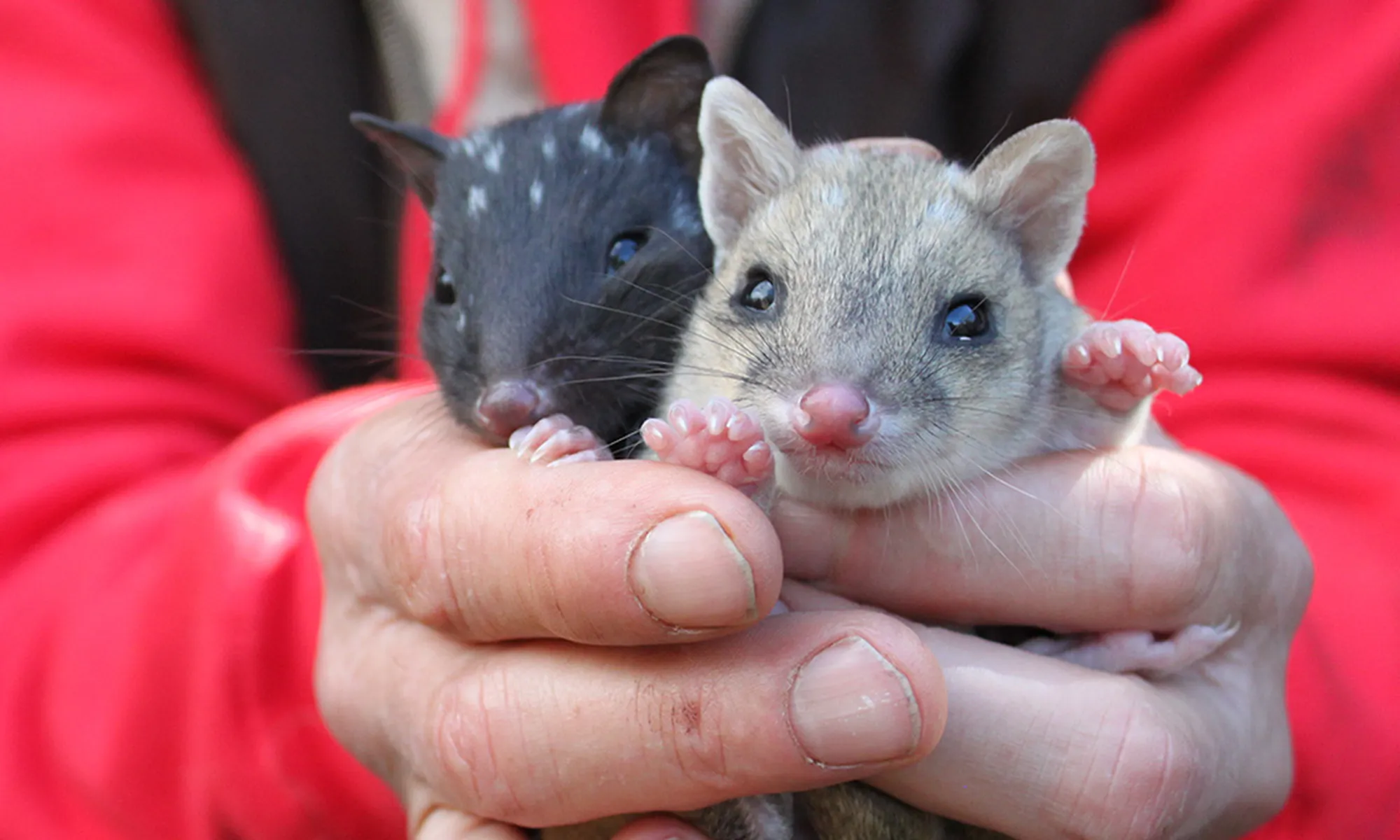 The Super-cute Eastern Quoll Returns to Mainland Australia