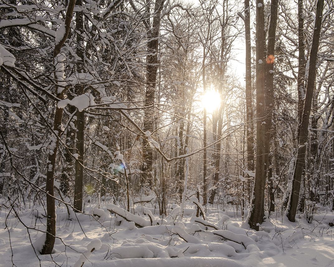 Primeval forest